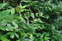 Diotacanthus albiflorus